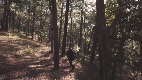 Video Stock Person Walking A Dog In The Forest Live Wallpaper Free - Free Live Wallpaper