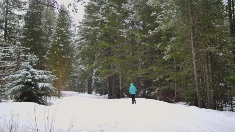 Video Stock Person Walking In A Snowy Pine Forest Live Wallpaper Free - Free Live Wallpaper