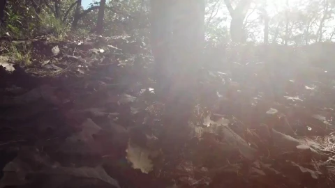 Video Stock Person Walking On Dried Leaves Of The Forest Floor Live Wallpaper Free - Free Live Wallpaper