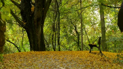 Video Stock Person Walking Through A Forest In Autumn Live Wallpaper Free - Free Live Wallpaper
