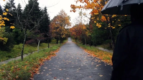 Video Stock Person Walking Through A Park On A Rainy Fall Day Live Wallpaper Free - Free Live Wallpaper