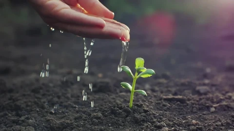 Video Stock Person Watering A Small Plant By Hand Live Wallpaper Free - Free Live Wallpaper