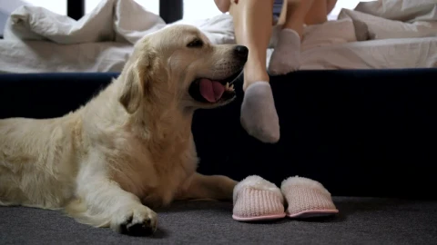 Video Stock Pet Dog Waiting By The Bed Live Wallpaper Free - Free Live Wallpaper