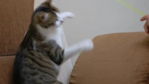Video Stock Pet Owner Playing With A Cute Cat Live Wallpaper Free - Free Live Wallpaper
