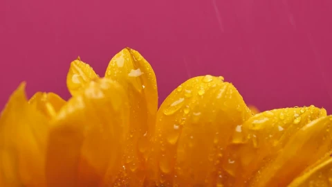 Video Stock Petals Of A Sunflower Being Watered Live Wallpaper Free - Free Live Wallpaper