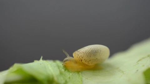 Video Stock Pet Snail Eating A Garden Leaf Live Wallpaper Free - Free Live Wallpaper