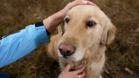Video Stock Petting A Labrador Live Wallpaper Free - Free Live Wallpaper