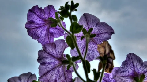 Video Stock Petunia Flowers Close Up Live Wallpaper Free - Free Live Wallpaper