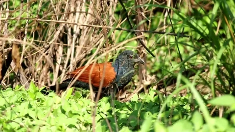 Video Stock Pheasant On The Forest Floor Live Wallpaper Free - Free Live Wallpaper
