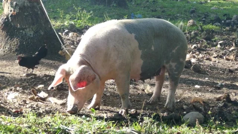 Video Stock Pig Attached With A Rope To A Tree Eats From Live Wallpaper Free - Free Live Wallpaper