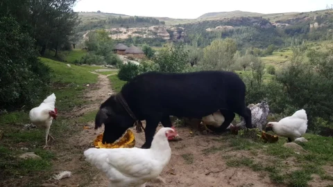 Video Stock Pig Eating Pumpkin On The Middle Of A Rural Road Live Wallpaper Free - Free Live Wallpaper