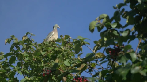 Video Stock Pigeon High Up A Tree Live Wallpaper Free - Free Live Wallpaper