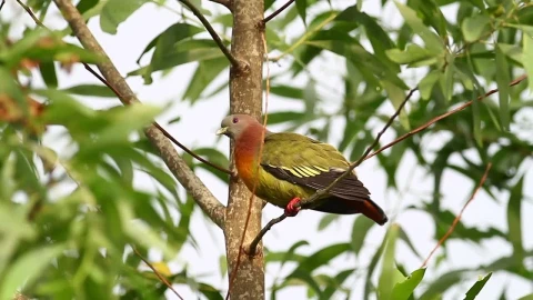 Video Stock Pigeon High Up In A Tree Live Wallpaper Free - Free Live Wallpaper