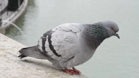 Video Stock Pigeon Looking At A Fountain Live Wallpaper Free - Free Live Wallpaper