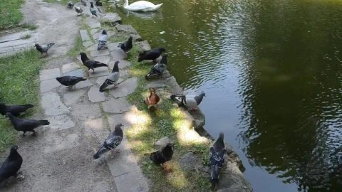 Video Stock Pigeons And Geese On The Shore Of A Lake Live Wallpaper Free - Free Live Wallpaper