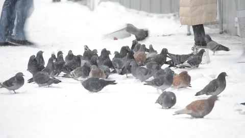Video Stock Pigeons Being Fed In The Snow Live Wallpaper Free - Free Live Wallpaper