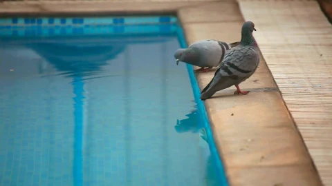 Video Stock Pigeons By The Swimming Pool Live Wallpaper Free - Free Live Wallpaper