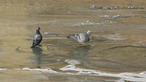 Video Stock Pigeons Drinking Water In A Frozen River Live Wallpaper Free - Free Live Wallpaper