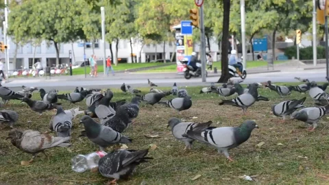 Video Stock Pigeons Feeding In A Dirty Park Live Wallpaper Free - Free Live Wallpaper
