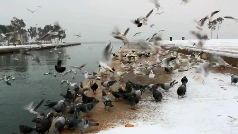Video Stock Pigeons Feeding In The Cold Winter Live Wallpaper Free - Free Live Wallpaper