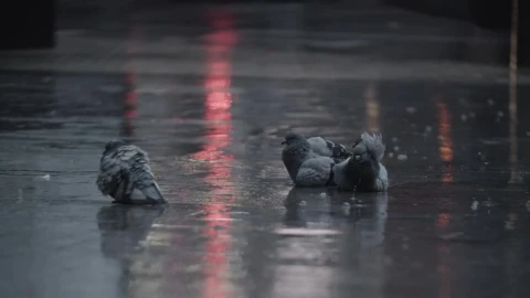 Video Stock Pigeons Laying In The Rain Live Wallpaper Free - Free Live Wallpaper