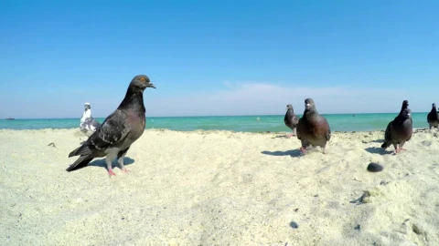 Video Stock Pigeons On A Sandy Beach Live Wallpaper Free - Free Live Wallpaper