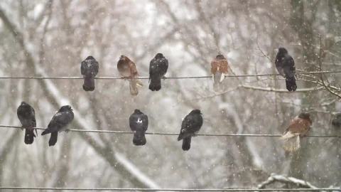 Video Stock Pigeons On Electrical Wires While Is Snowing Live Wallpaper Free - Free Live Wallpaper