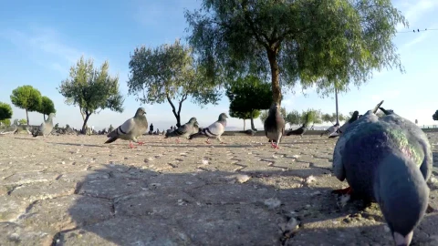 Video Stock Pigeons Searching For Food Ground Shot Live Wallpaper Free - Free Live Wallpaper