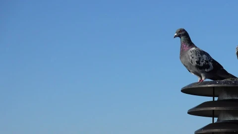 Video Stock Pigeons Sitting Together Live Wallpaper Free - Free Live Wallpaper