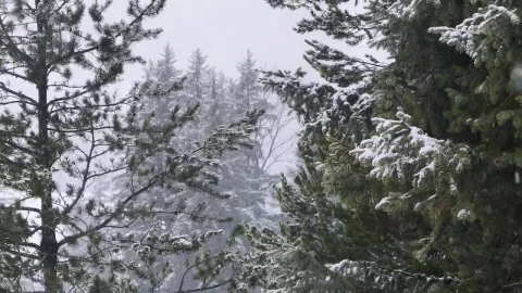 Video Stock Pine Branches In Winter Live Wallpaper Free - Free Live Wallpaper