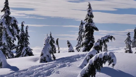Video Stock Pine Forest Covered With Snow On A Hill In Canada Live Wallpaper Free - Free Live Wallpaper