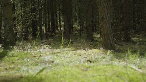 Video Stock Pine Forest Floor Live Wallpaper Free - Free Live Wallpaper