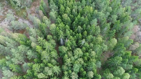 Video Stock Pine Forest From Above Live Wallpaper Free - Free Live Wallpaper