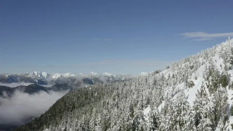 Video Stock Pine Forest On A Snowy Hill Live Wallpaper Free - Free Live Wallpaper