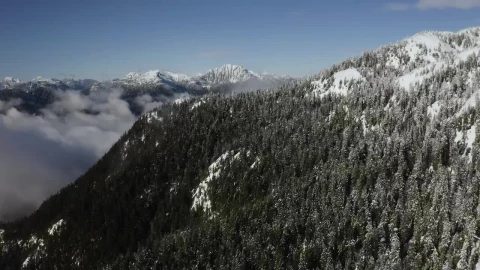 Video Stock Pine Forest On A Snowy Mountain Live Wallpaper Free - Free Live Wallpaper