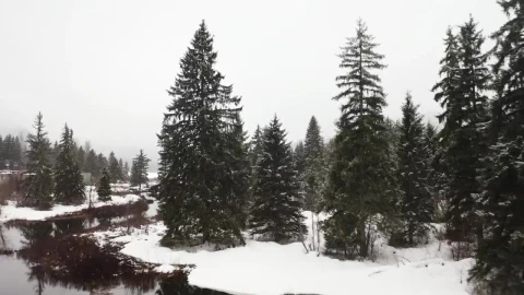 Video Stock Pine Forests And A Lake In Canada In Winter Live Wallpaper Free - Free Live Wallpaper