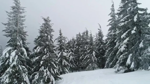 Video Stock Pine Trees Covered In Snow And Fog Live Wallpaper Free - Free Live Wallpaper