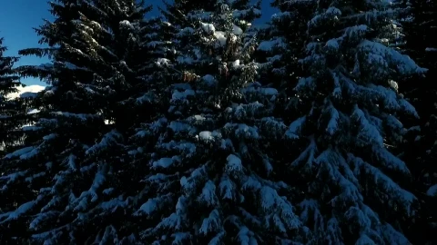 Video Stock Pine Trees Covered In Snow And Mountains Live Wallpaper Free - Free Live Wallpaper