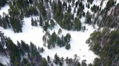 Video Stock Pine Trees Frozen With Snow Live Wallpaper Free - Free Live Wallpaper
