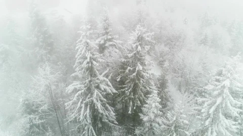 Video Stock Pine Trees Covered With Snow And Fog In Winter Live Wallpaper Free - Free Live Wallpaper