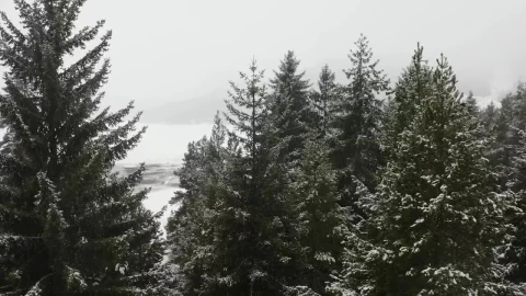 Video Stock Pine Trees In A Snowy Forest Live Wallpaper Free - Free Live Wallpaper