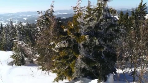 Video Stock Pine Trees In A Forest In Winter Live Wallpaper Free - Free Live Wallpaper