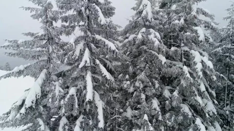 Video Stock Pine Trees In The Forest With Branches Full Of Snow Live Wallpaper Free - Free Live Wallpaper