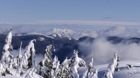 Video Stock Pine Trees Under A Heavy Layer Of Snow Live Wallpaper Free - Free Live Wallpaper