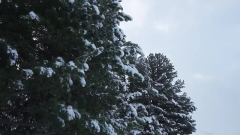 Video Stock Pine Trees With Snow On Its Branches Live Wallpaper Free - Free Live Wallpaper