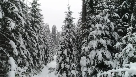 Video Stock Pine Trees With Snowflakes On Their Branches Live Wallpaper Free - Free Live Wallpaper
