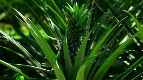 Video Stock Pineapple In The Wild Live Wallpaper Free - Free Live Wallpaper
