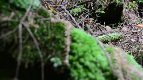 Video Stock Pinecone On The Forest Floor Live Wallpaper Free - Free Live Wallpaper