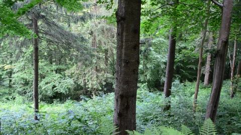 Video Stock Pines After The Rain Live Wallpaper Free - Free Live Wallpaper