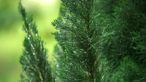 Video Stock Pines After A Spring Shower Live Wallpaper Free - Free Live Wallpaper